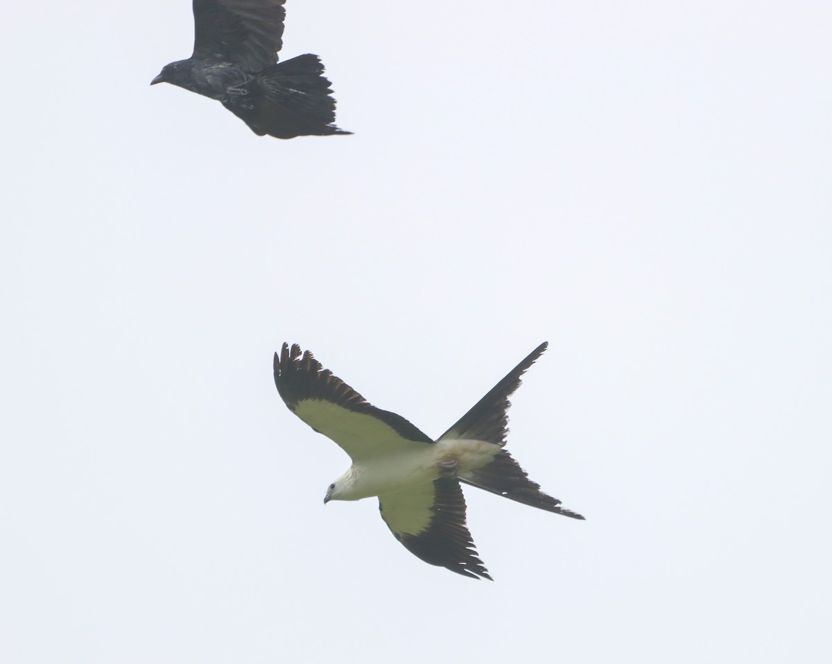 Swallow-tailed Kite - Madeline Wainscott