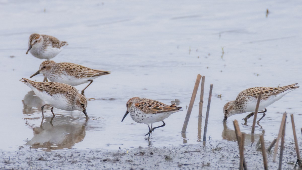 Western Sandpiper - ML618447088