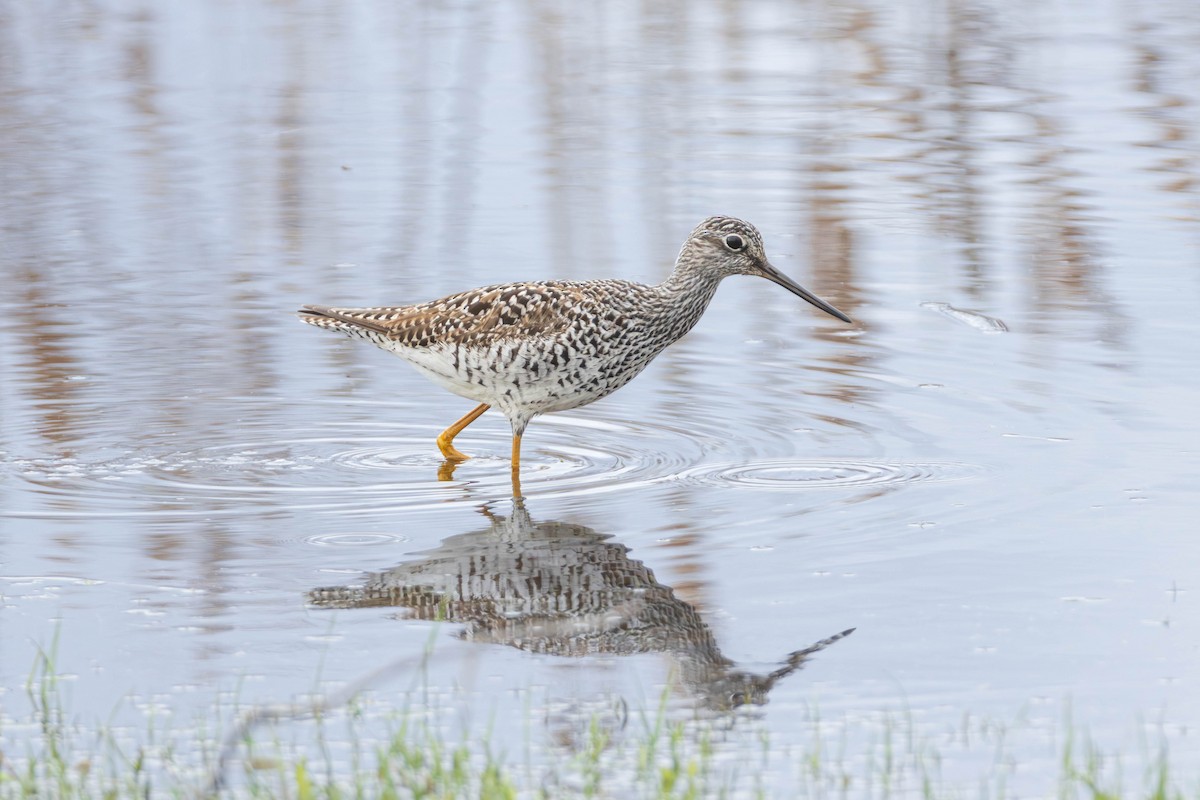 Greater Yellowlegs - Miriam Baril