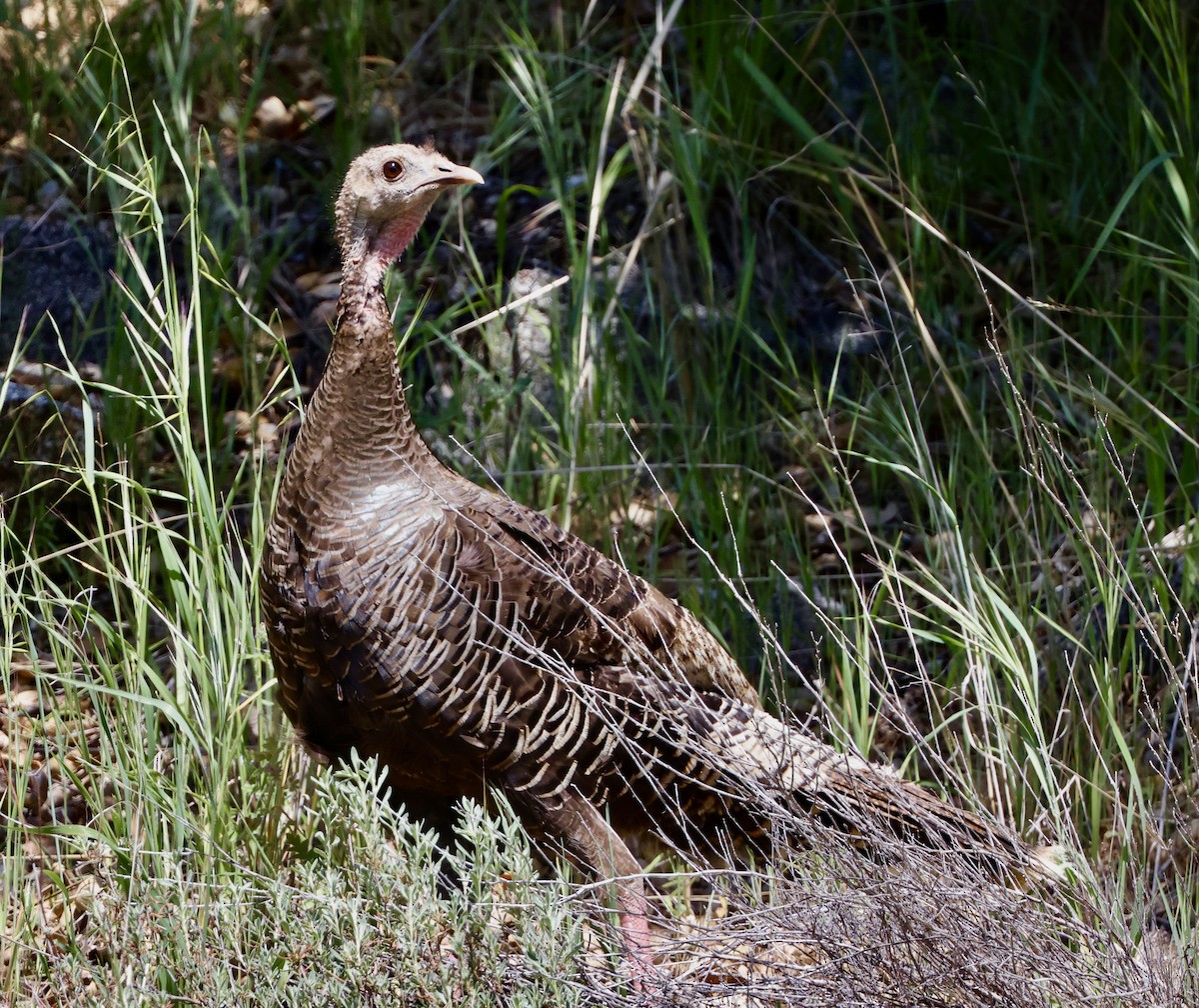 Wild Turkey - ML618447101