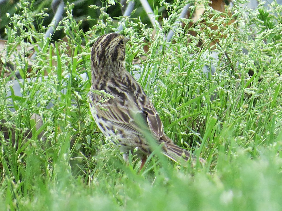 Savannah Sparrow - Bill Rowe