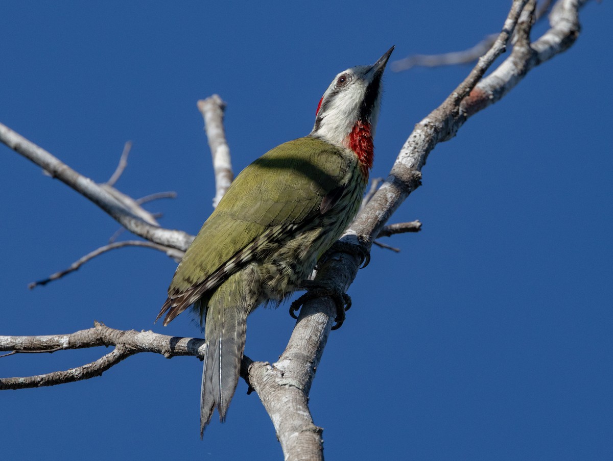 Cuban Green Woodpecker - Silvia Faustino Linhares