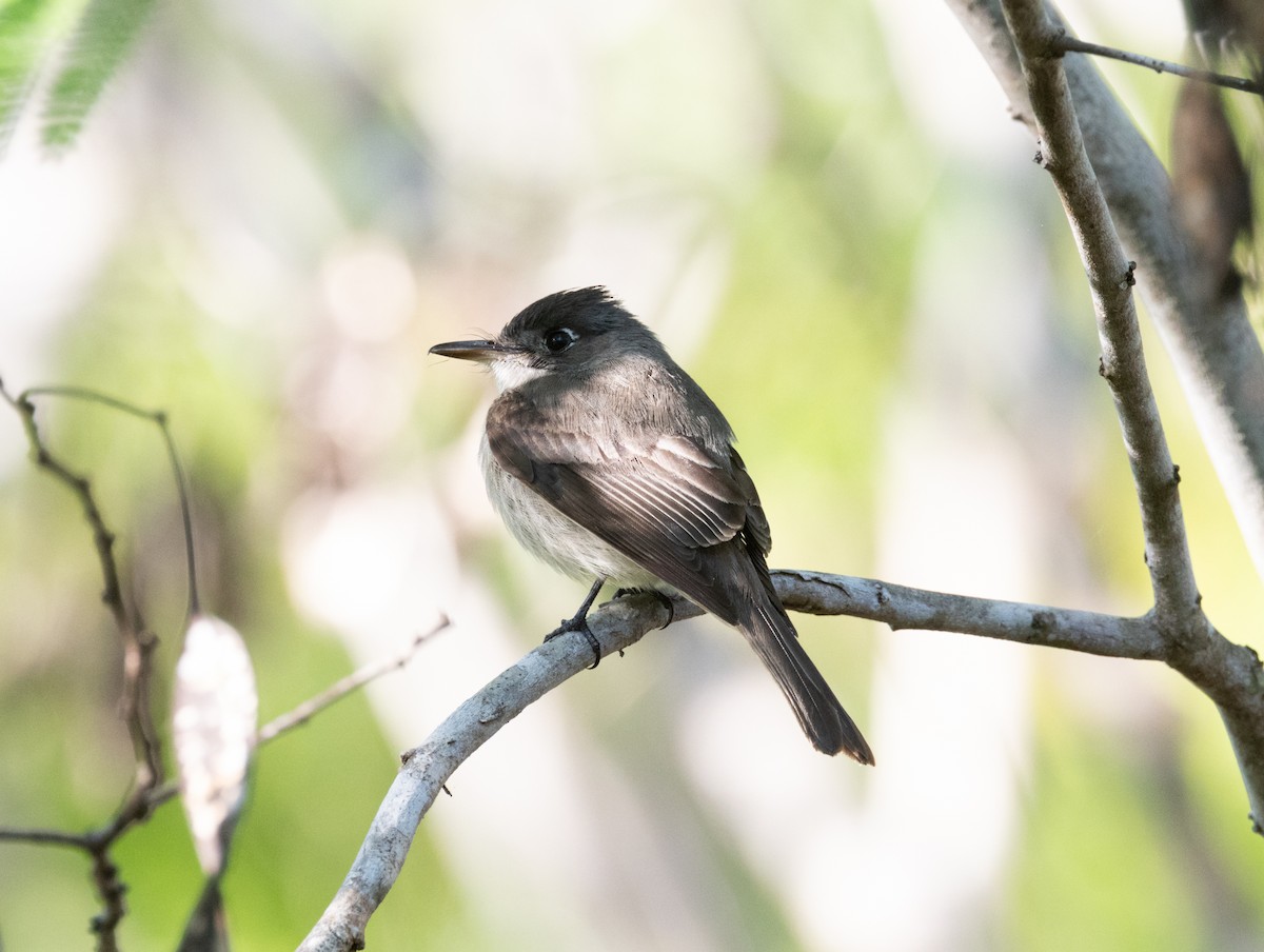 Cuban Pewee - Silvia Faustino Linhares