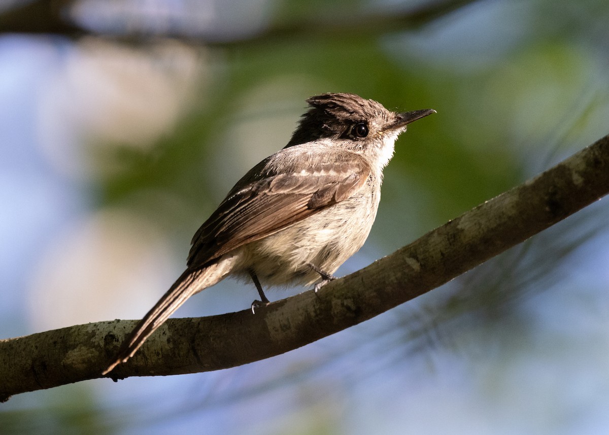 Cuban Pewee - Silvia Faustino Linhares