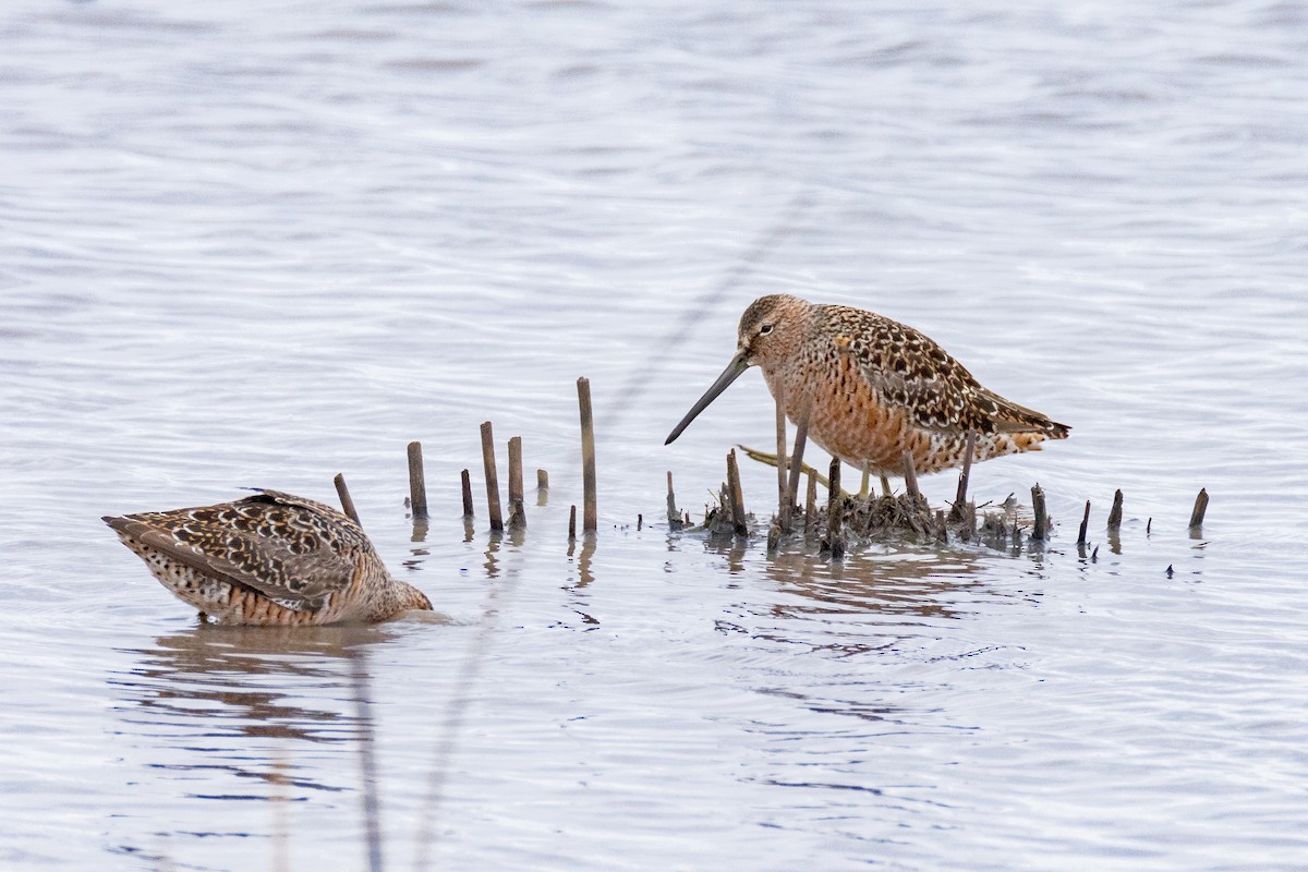 langnebbekkasinsnipe - ML618447239