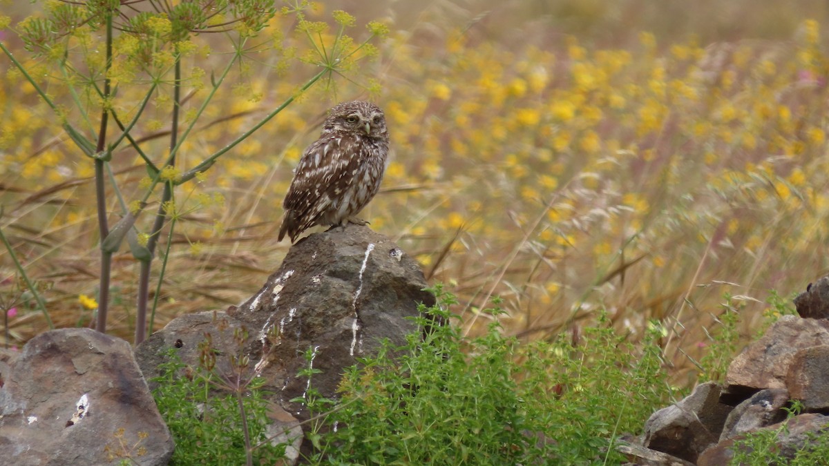 Little Owl - ML618447367