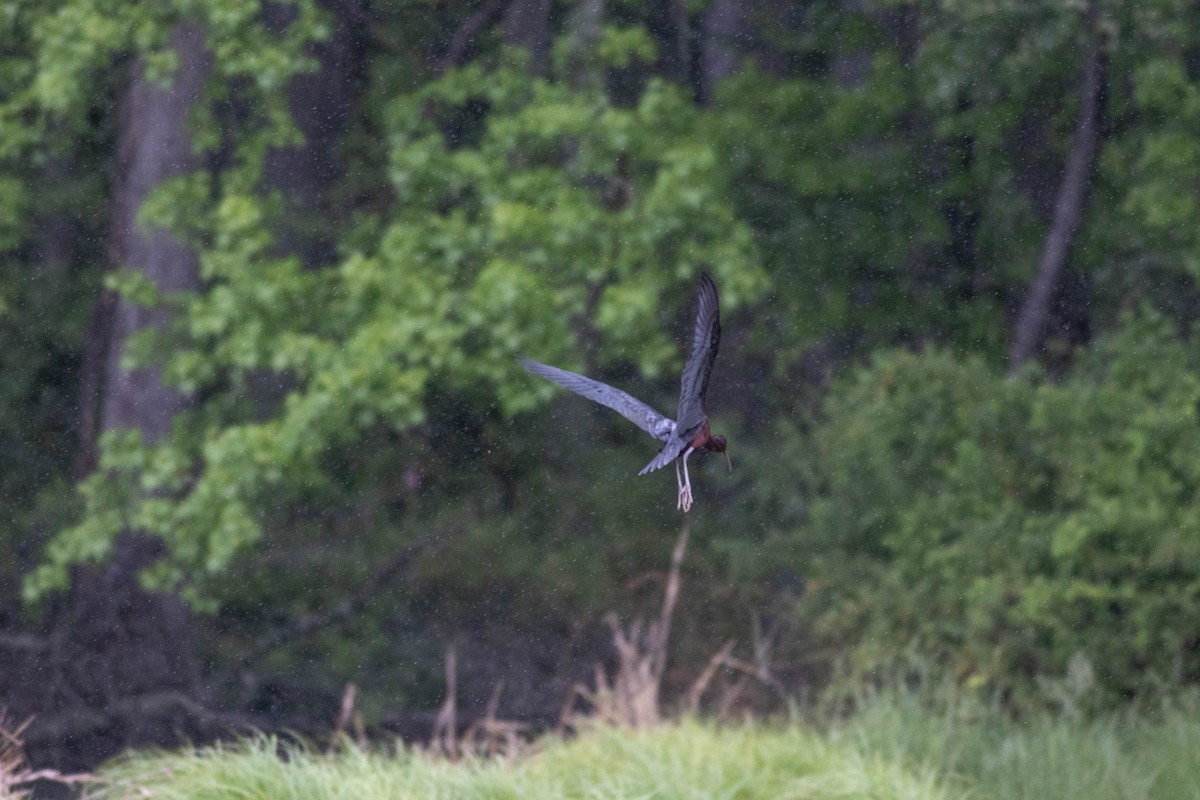 Glossy Ibis - ML618447382