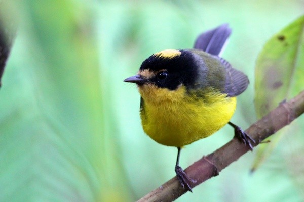 Yellow-crowned Redstart - ML618447383