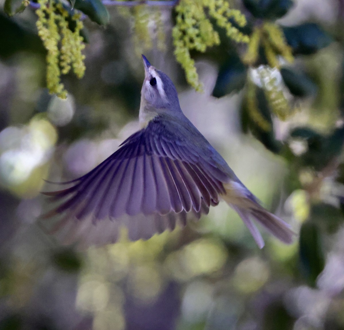 Warbling Vireo - ML618447406