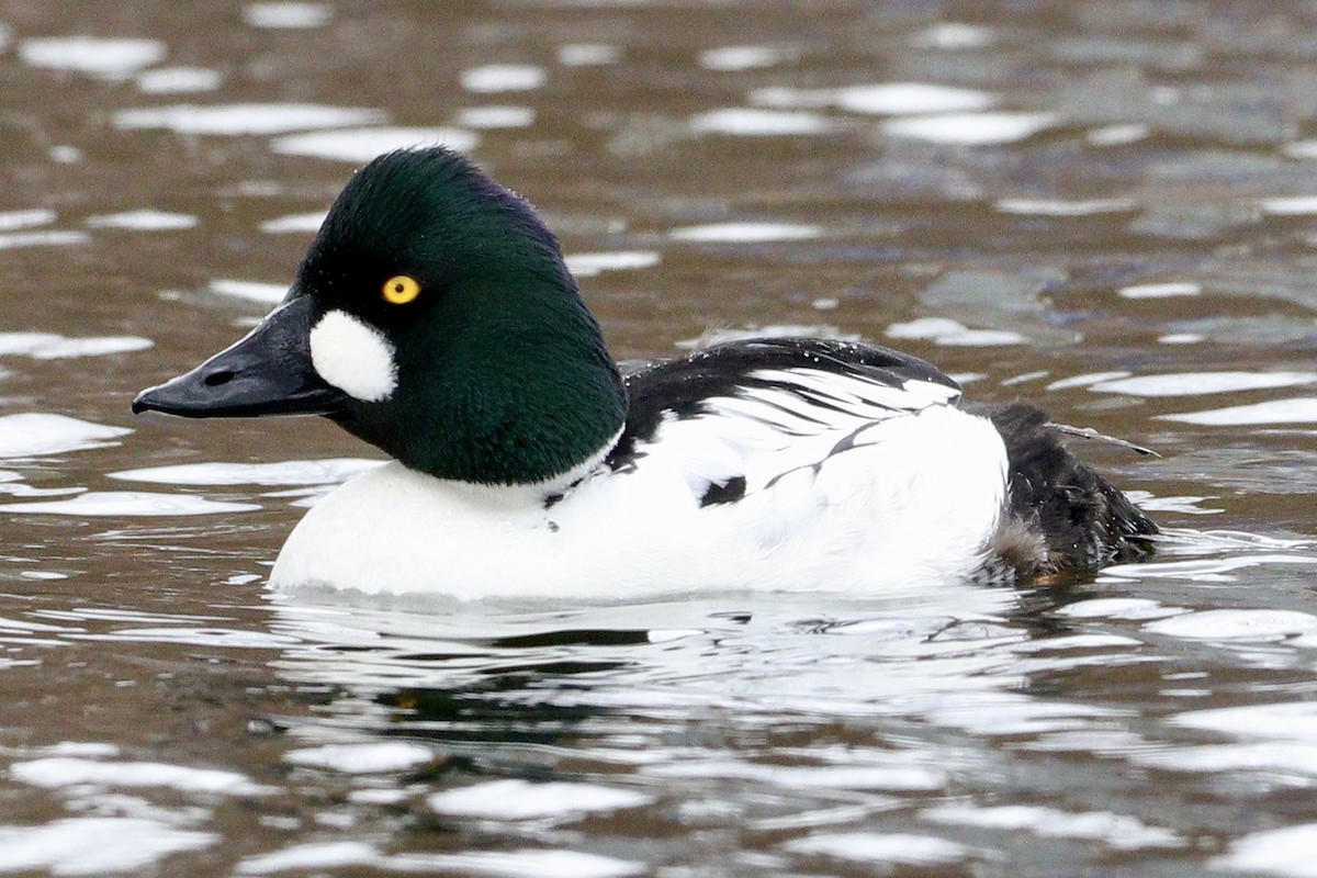 Common Goldeneye - ML618447431