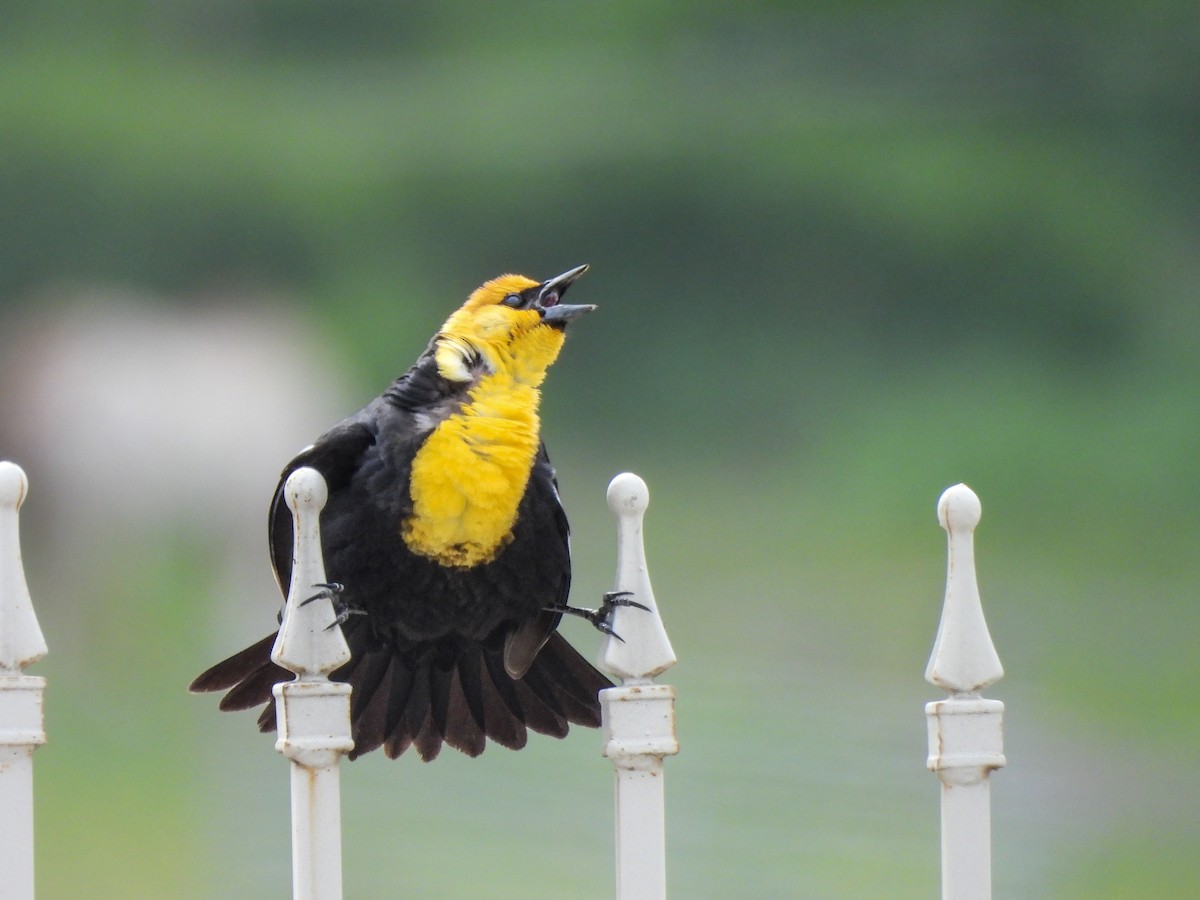 Yellow-headed Blackbird - ML618447436