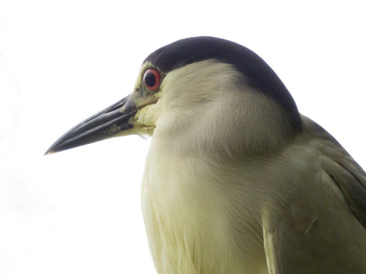 Black-crowned Night Heron - ML618447442