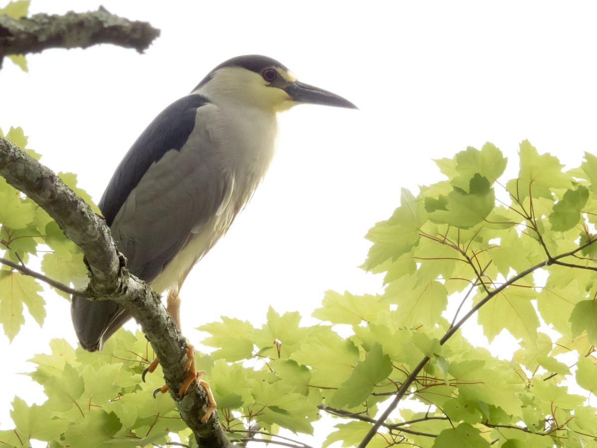 Black-crowned Night Heron - ML618447446