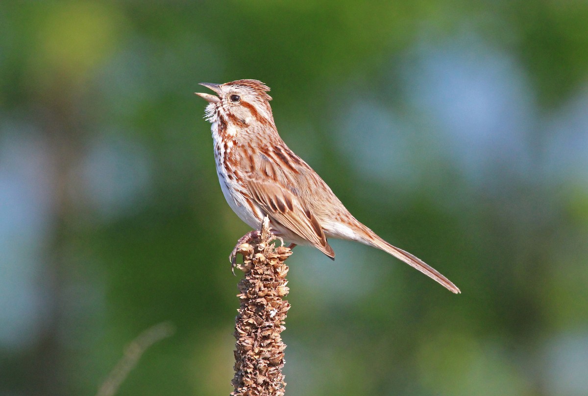 Song Sparrow - ML618447468