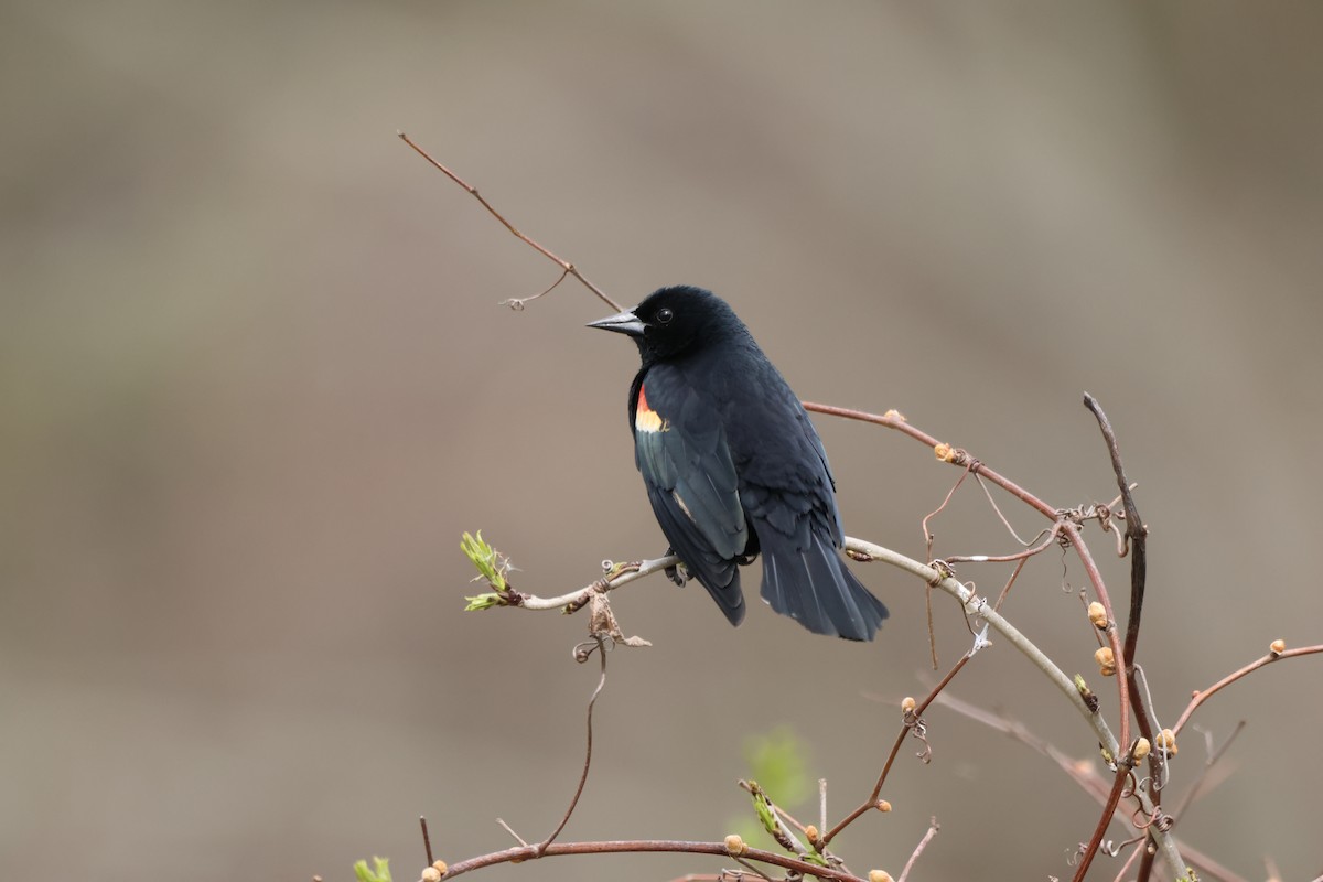 Red-winged Blackbird - ML618447481