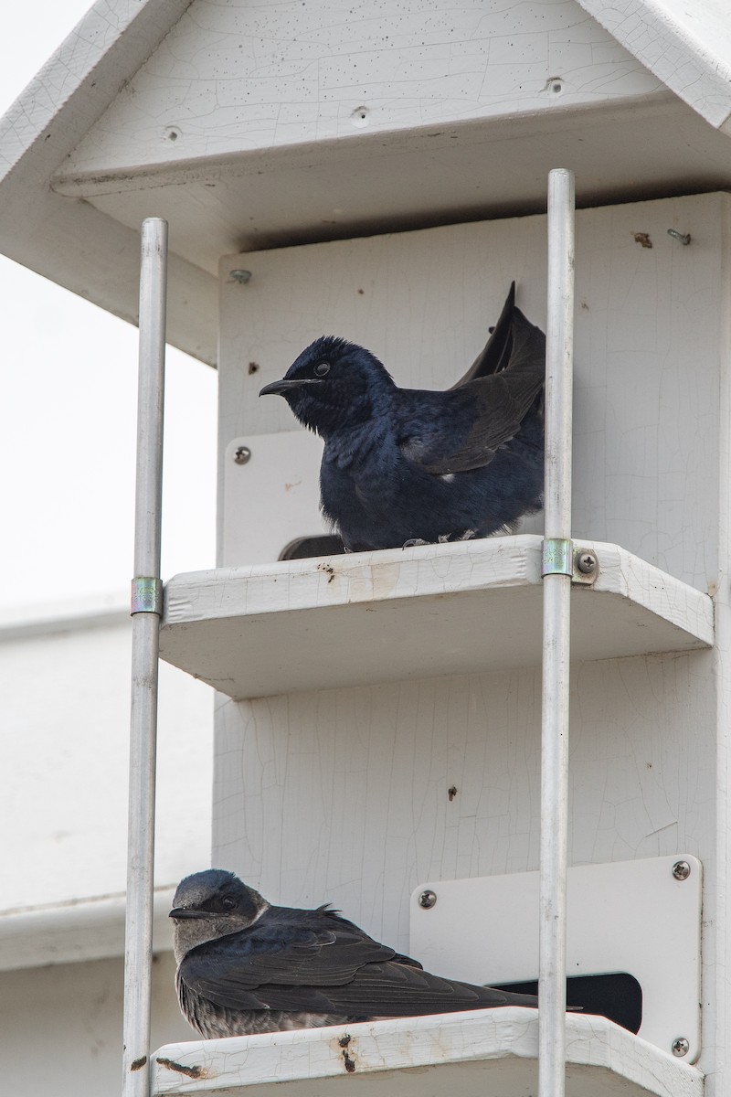 Purple Martin - ML618447492