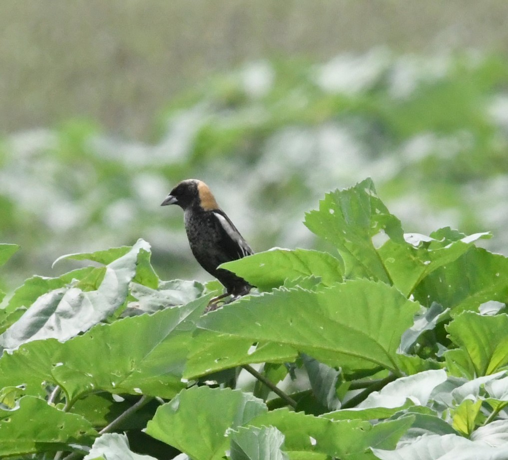 Bobolink - Peter Billingham