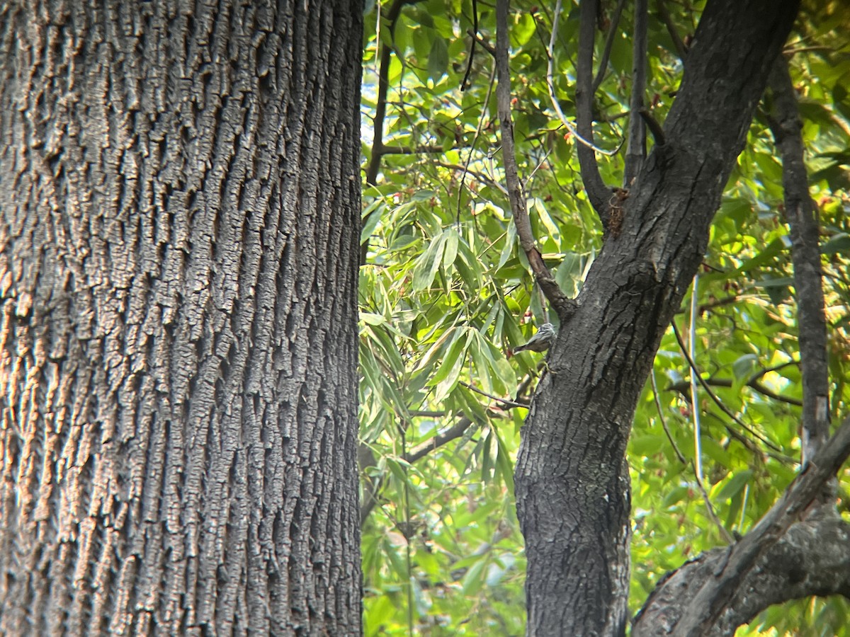 Black-and-white Warbler - ML618447532