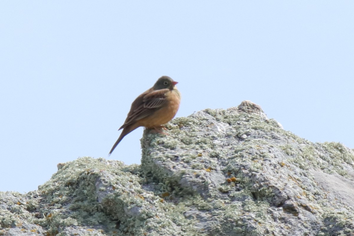 Ortolan Bunting - Antonio Espin Fernandez