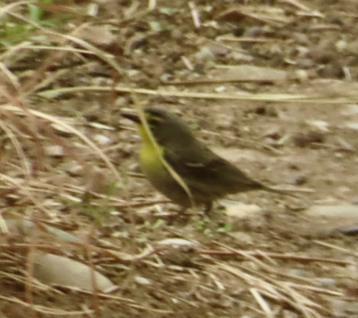 Grace's Warbler - Mohini Rawool-Sullivan