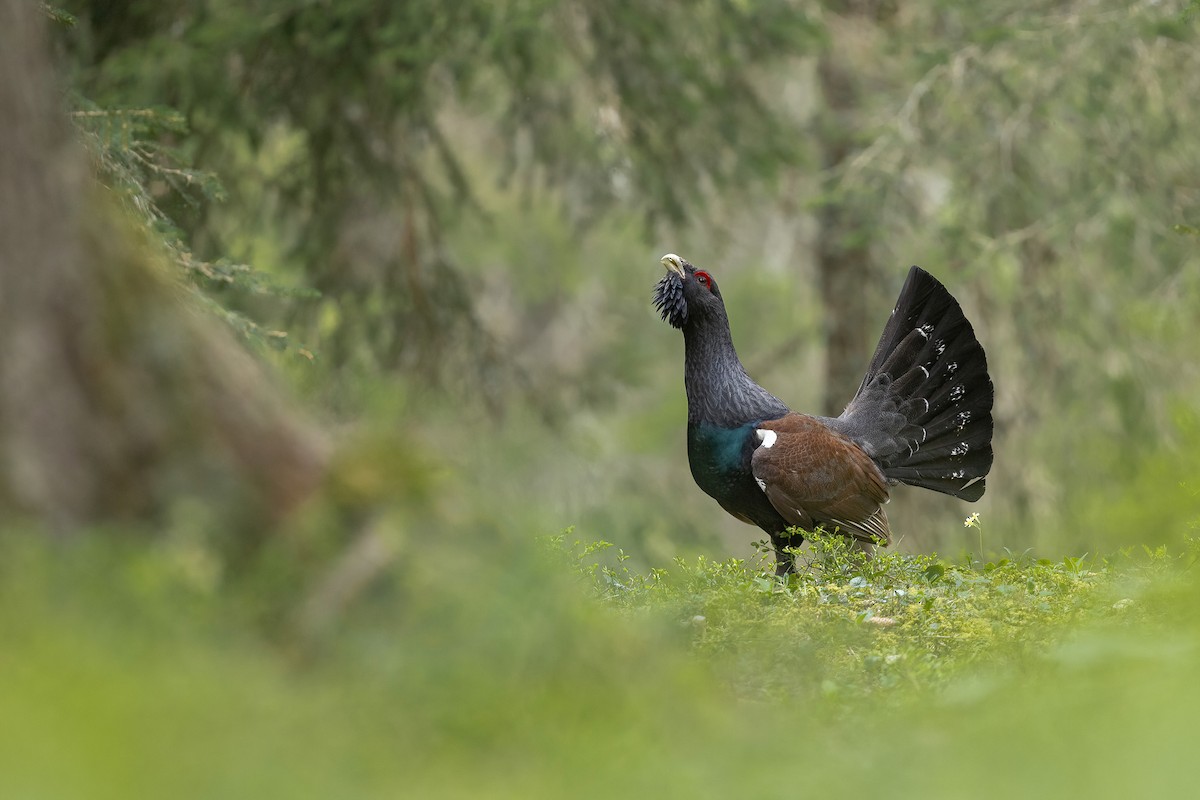 Western Capercaillie - Chris Venetz | Ornis Birding Expeditions