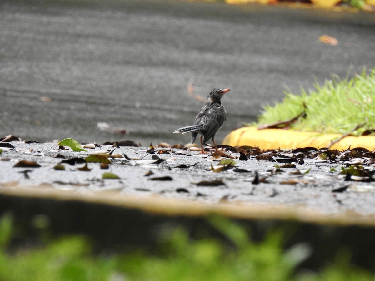 Red-legged Thrush - ML618447592