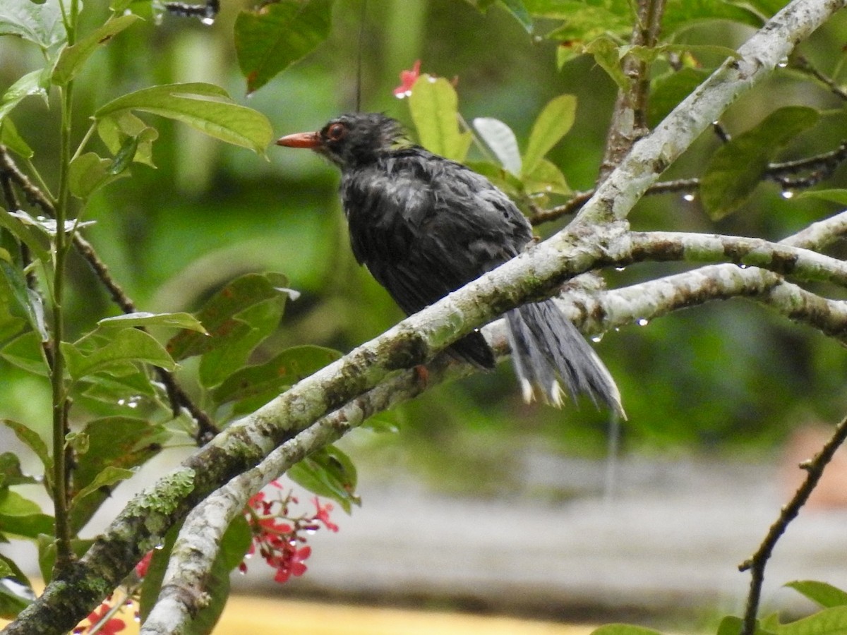 Red-legged Thrush - ML618447597