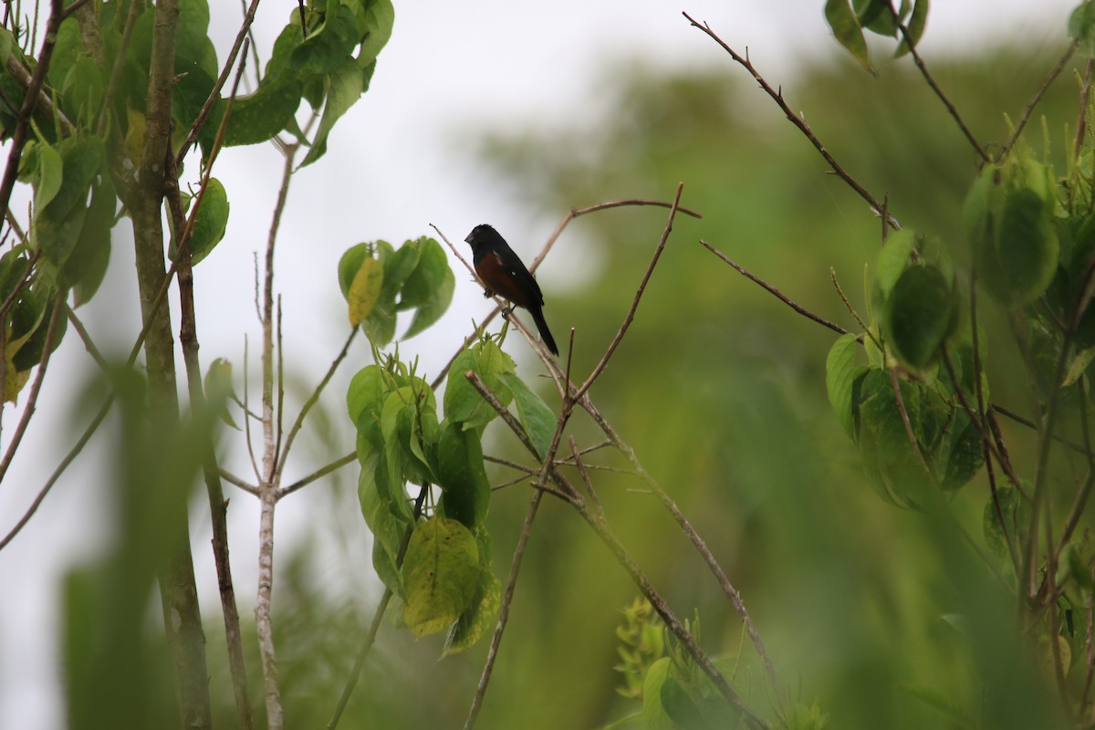 Chestnut-bellied Seed-Finch - ML618447605