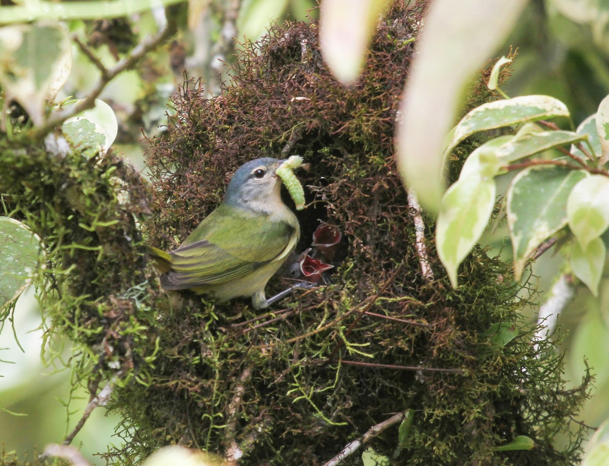 Chestnut-vented Conebill - ML618447635