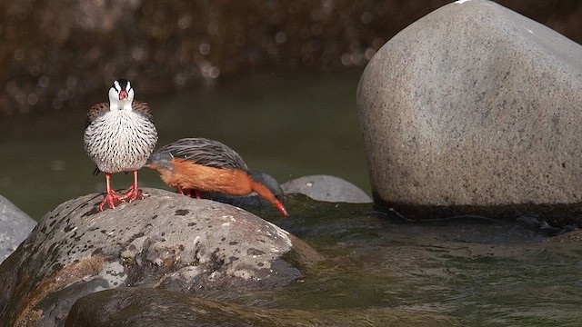 Pato Torrentero - ML618447647