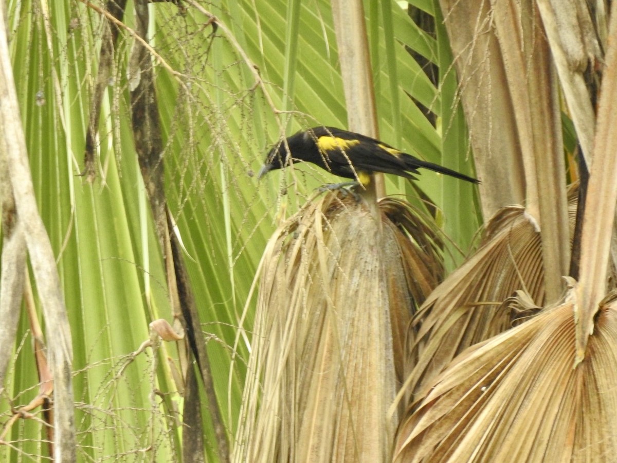 Puerto Rican Oriole - ML618447662