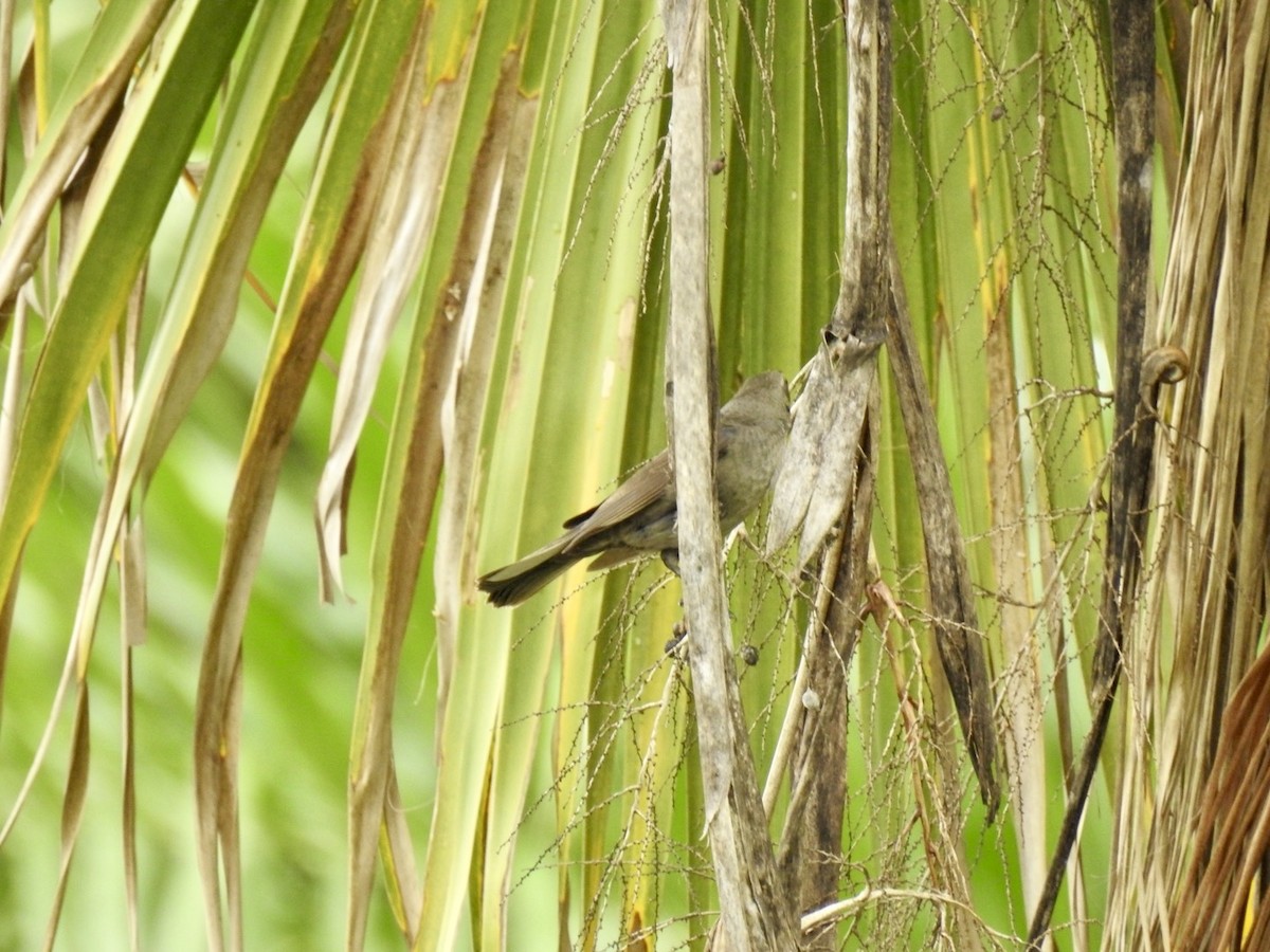 Puerto Rican Oriole - ML618447664