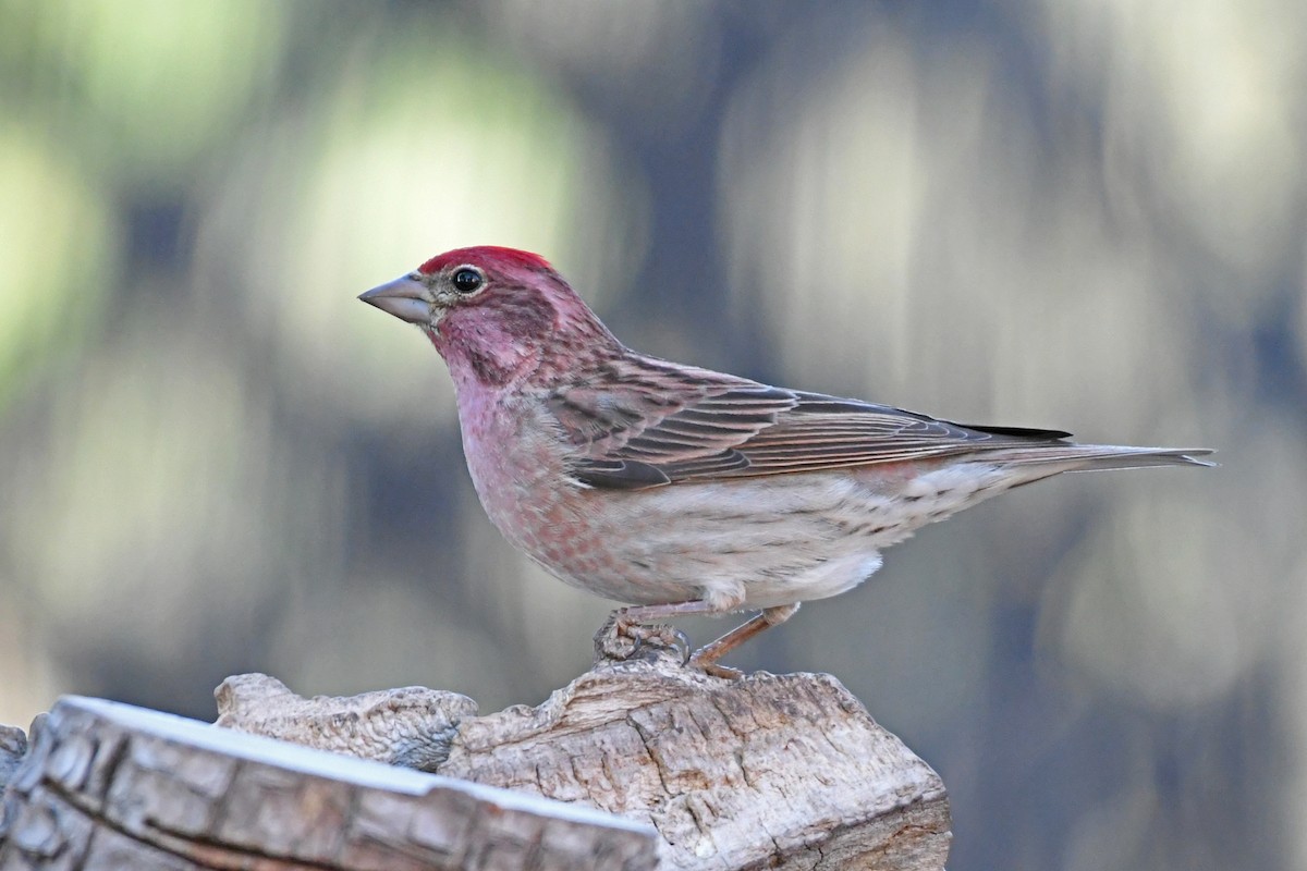 Cassin's Finch - Terry Rosenmeier