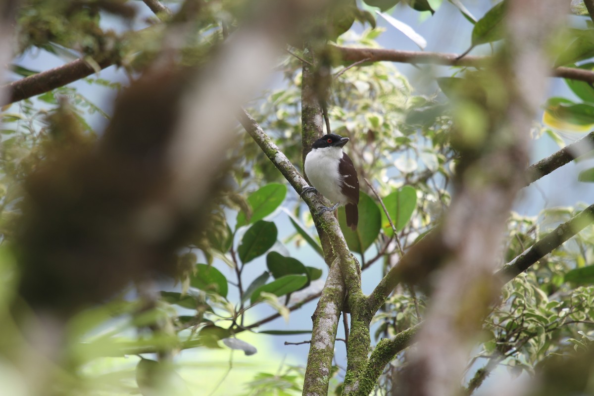 Great Antshrike - ML618447745