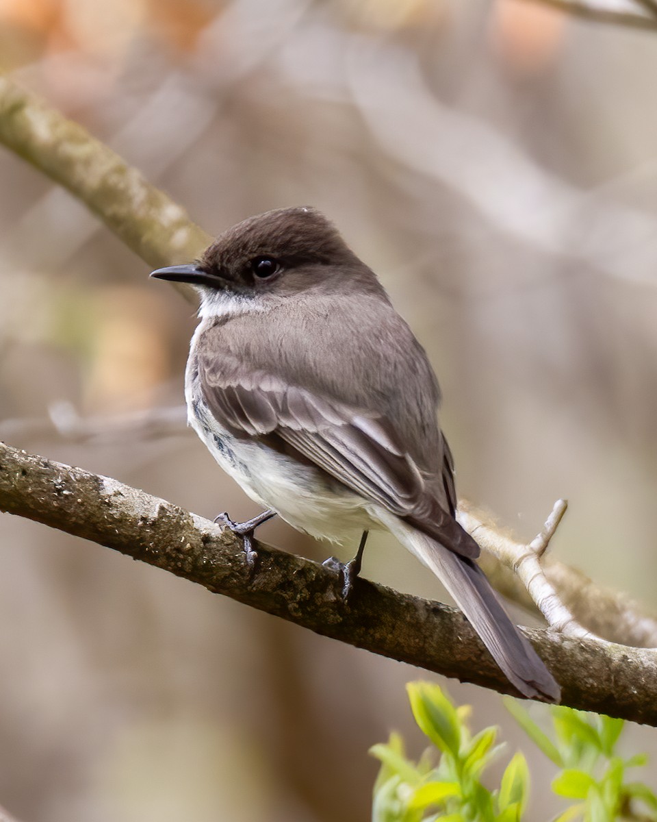 Eastern Phoebe - ML618447764