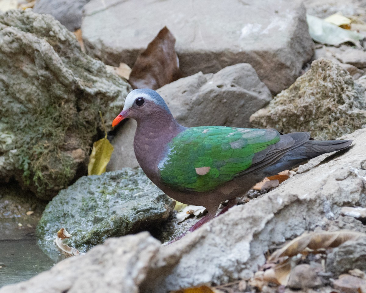 Asian Emerald Dove - Dixie Sommers