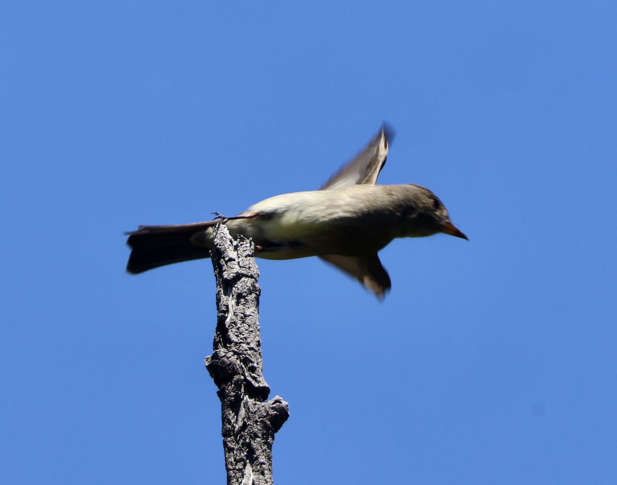 Olive-sided Flycatcher - ML618447773