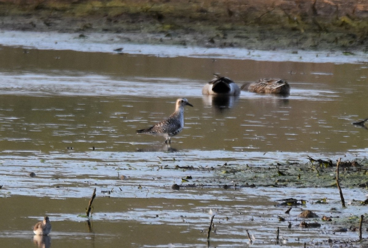 Black-bellied Plover - ML618447791