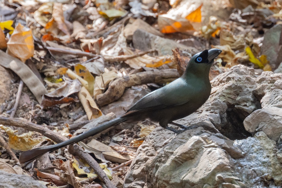 Racket-tailed Treepie - Dixie Sommers