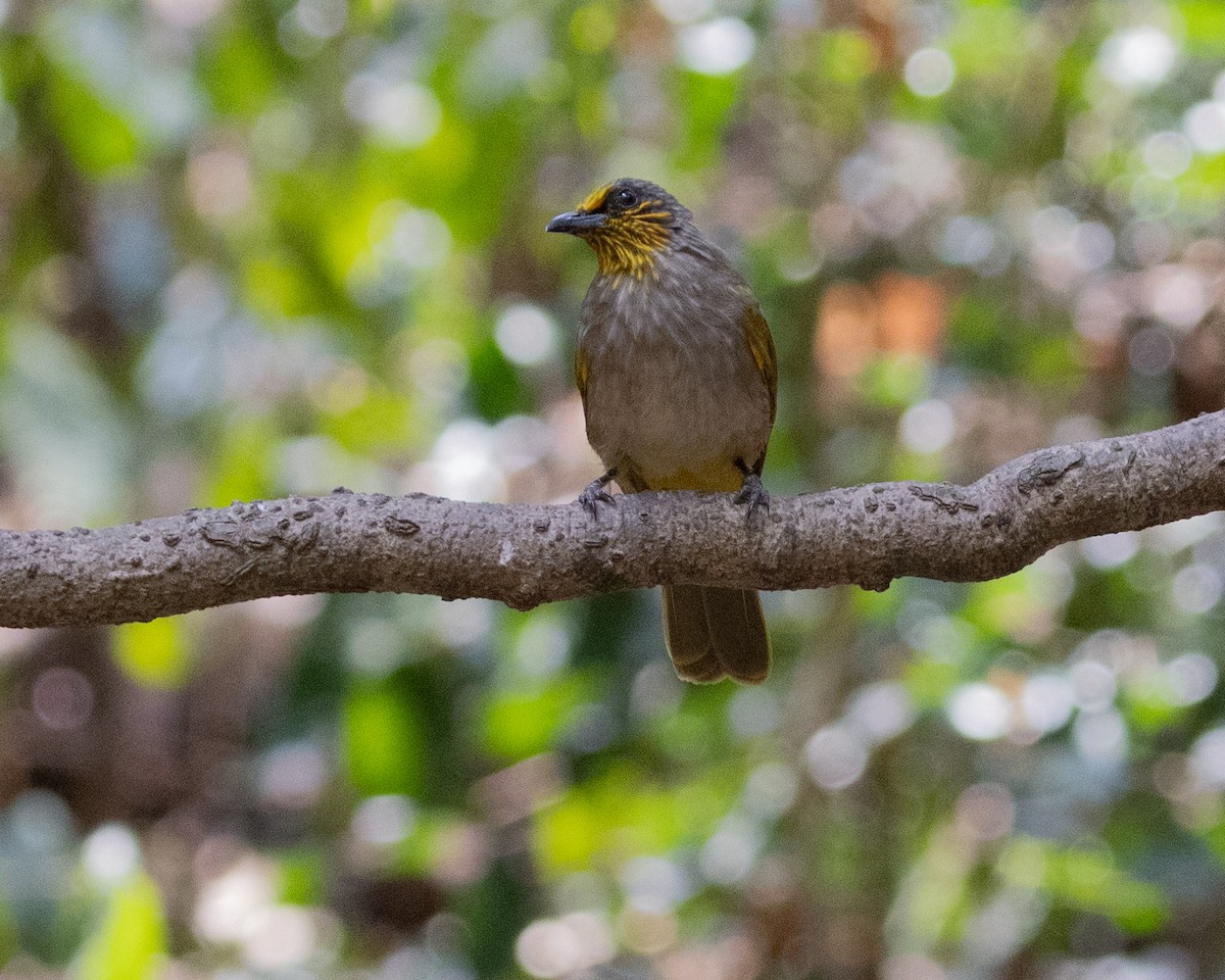 Stripe-throated Bulbul - Dixie Sommers