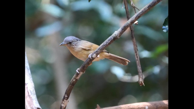 Brown-cheeked Fulvetta - ML618447866