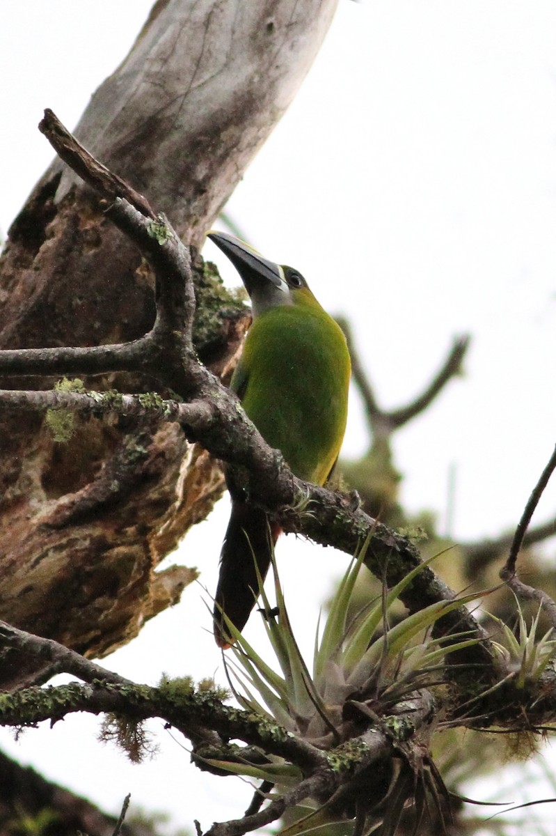 Tucanete Gorjiblanco (lautus) - ML618447872