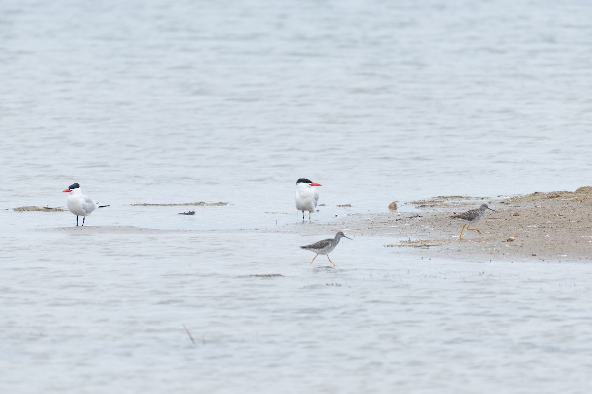 Caspian Tern - Steven McGrath