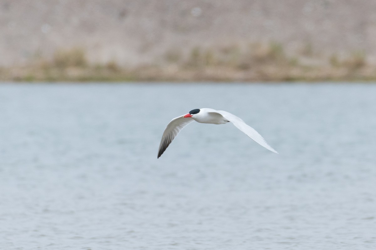 Caspian Tern - ML618447920