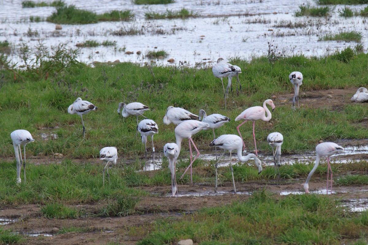 Greater Flamingo - ML618447923