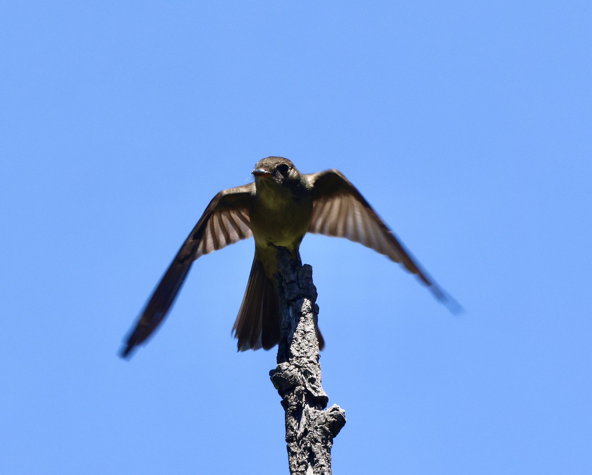 Olive-sided Flycatcher - ML618447930