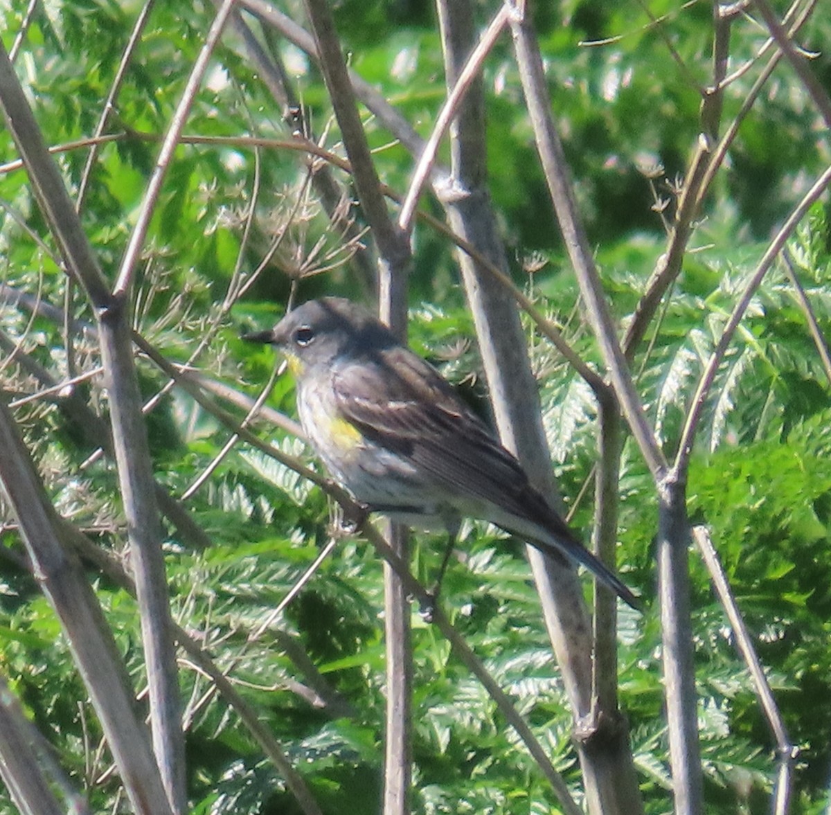 Yellow-rumped Warbler (Audubon's) - ML618447936