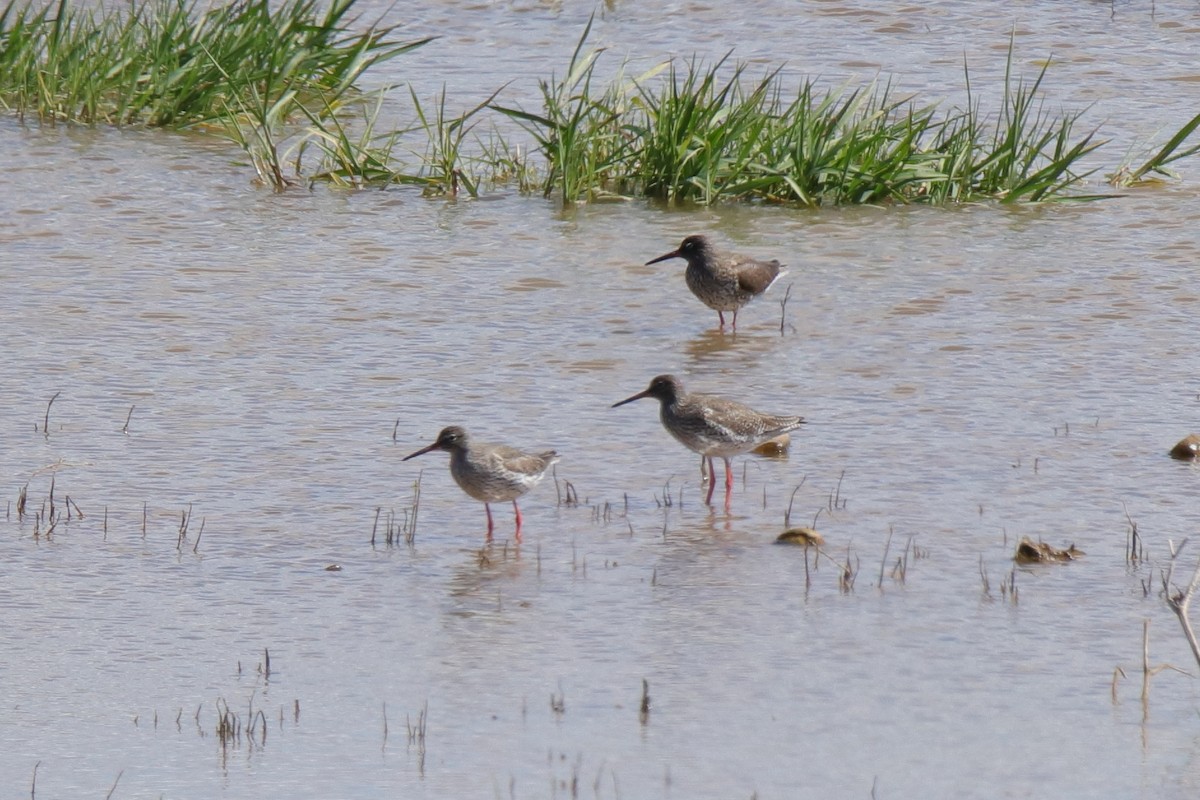 Common Redshank - ML618447954