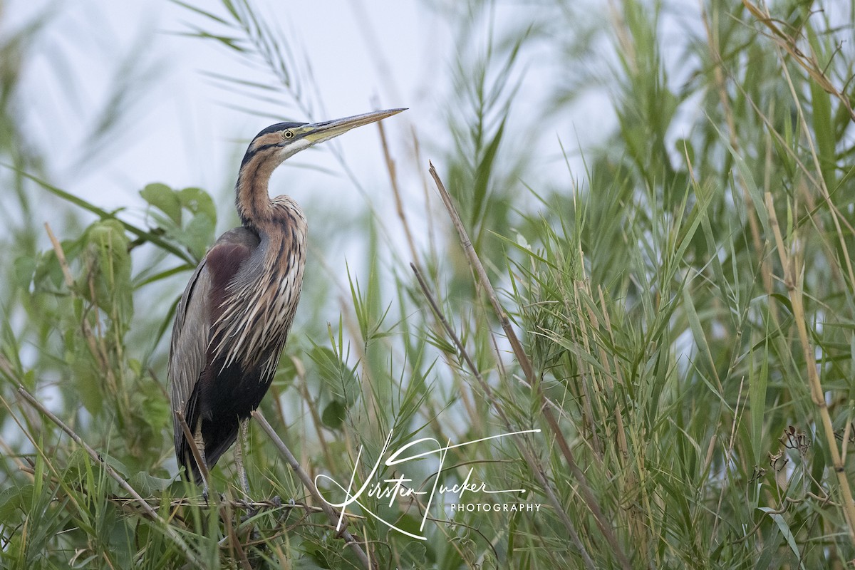 Purple Heron - ML618447955