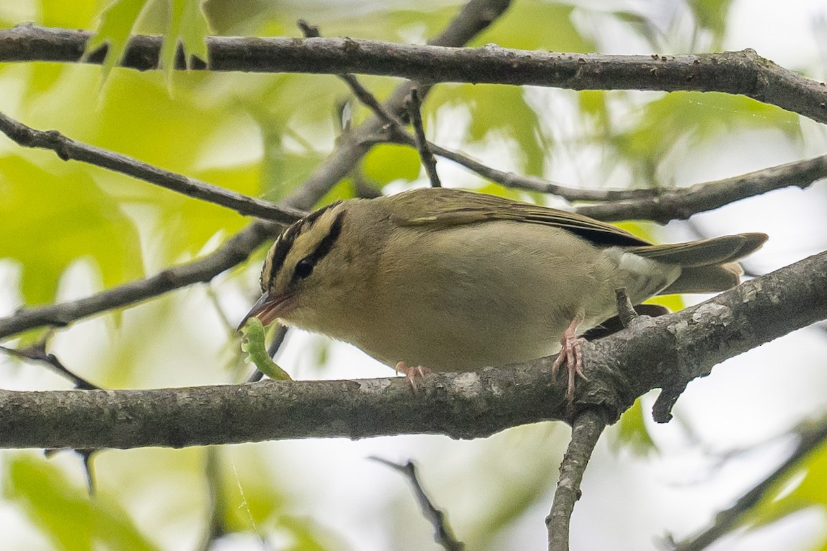 Worm-eating Warbler - ML618447993